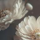 Fotomural floral Flores blancas con polvo de oro - Treechild