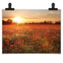 Poster - Champ de coquelicots au coucher de soleil