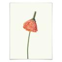 Póster La flor roja 01