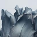 Fotomural de tulipanes aterciopelados en negro - Paksoylu
