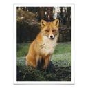 Póster fox 01