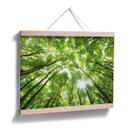Póster Copas de los árboles en el bosque