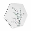 Hexagone - Alu-Dibond Sisi & Seb - Branche d'Eucalyptus