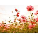 non-woven tapet FlowerMeadow natur valmuer fototapet Designwalls i pink og grøn 