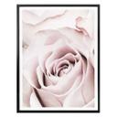 Plakat - 1X Studio - Rose