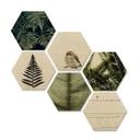 Hexagon - Holz Birke-Furnier - Natürliche Vielfalt (6-teilig)