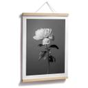 Póster 1X Studio - Peonía en blanco y negro