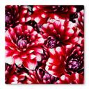 Plateau de table en verre - Floraison rouge - Carré - 60x60 cm