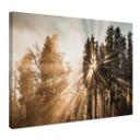 Lienzo Naturaleza - Rayos de luz en el bosque - Eisenmann