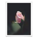 Póster Flor rosa de una rosa