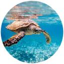 Fototapet - Rundt Skildpadde på farten - vliesetapet/selvklæbende non-woven tapet