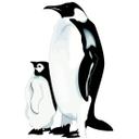 Pingviner