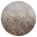 Pampagras en grassen Muursticker in beige - Ms Tiff - Rond