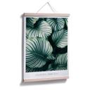 Plakat - Calathea Orbifolia