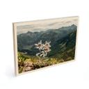 Billede af træ hvid alpin edelweiss på bjerget