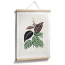 Plakat Illustration af blade - Bignonia Argyro Violascea