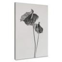 Lienzo Grønkjær - Anthurium blanco y negro