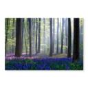 Glasschilderij Popan - Hyacinthen