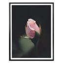 Póster Flor rosa de una rosa