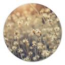 Wandcirkel Mexican Daisy