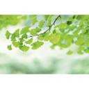 Fototapet grøn hvid - Ikke-vævet tapet 3,75 m x 2,50 m naturmotiv grene