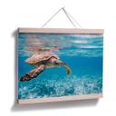 Póster tortuga viajera