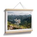 Plakat Hvid alpin edelweiss på bjerget