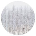 Wallsticker Birkeskov om vinteren - EMELIEmaria - Rund