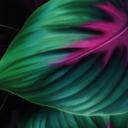 Papel pintado Plantas de la jungla de colores - Paksoylu