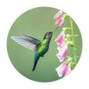 Póster van Duijn - Colibrí en flor rosa mágica - Redondo