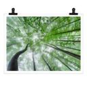 Poster Pavlasek - Cime des arbres verts