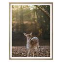 Póster Fawn