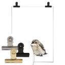 Poster Little Bird