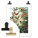 Póster Haeckel - Colibríes