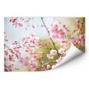 Poster autocollant - W - Fleurs de Cerisier