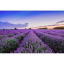 Fototapet lilla blå - Ikke-vævet tapet 3,75 m x 2,50 m blomstermark Provence