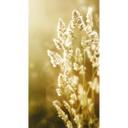 Fototapet - Sunny Wheat Field