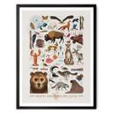 Póster Marrón - Fauna norteamericana