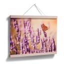 Póster Colombo - La mariposa en la lavanda