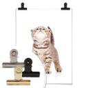 Póster gatito curioso