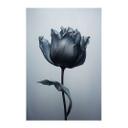 Póster de tela de tulipán de terciopelo en negro - Paksoylu