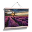 Póster de la flor de lavanda en Provenza