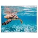 Póster tortuga viajera