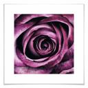 Plakat - Violet rose