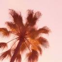 Tropisk fototapet California Dreaming med udsigt til palmer - Hugonnard