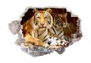 3D Wallsticker To kongelige bengalske tigre