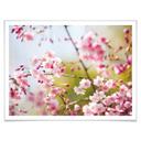 Poster - Cherry Blossoms