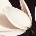 Fototapet Treechild - Magnolia Blossoms