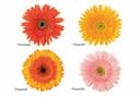 Blomster