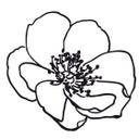 Sticker mural - Splendeur florale 02